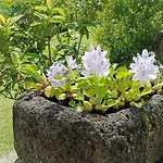 Chalet Sunrise House Nordeste (Azores)