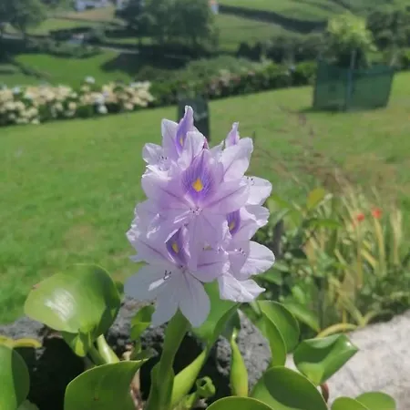 Sunrise House * Nordeste (Azores)