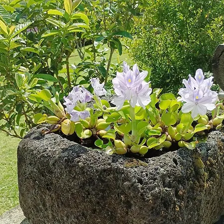 Σαλέ Sunrise House Nordeste (Azores)